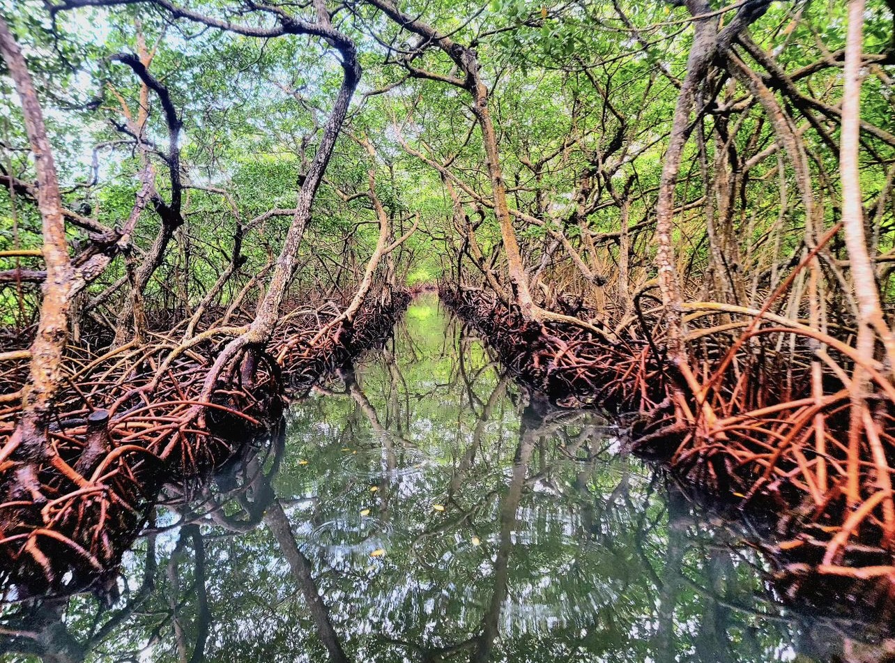 Roatan Mangrove Tour